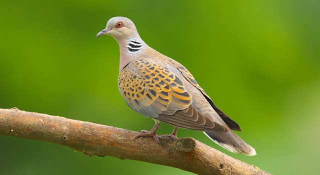 Natur Wissensfrage: Welche Taube ist auf dem Bild zu sehen?