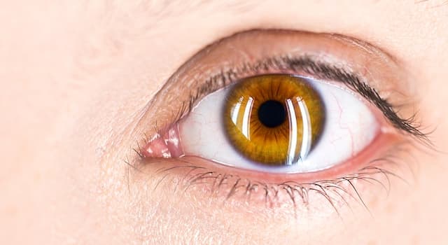 Nature Trivia Question: What land animal has the largest eyes?