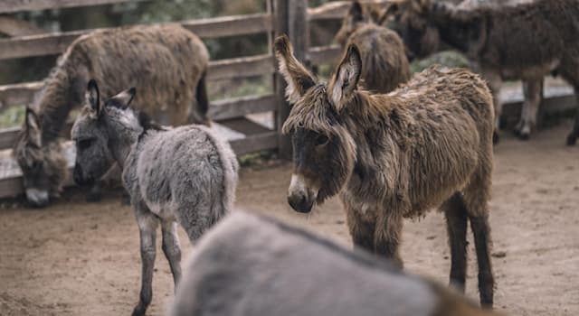 Kultura Pytanie-Ciekawostka: Które klasyczne meksykańskie danie oznacza "osiołek" po przetłumaczeniu?