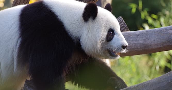 Nature Trivia Question: Which country owns almost all giant pandas in the world?