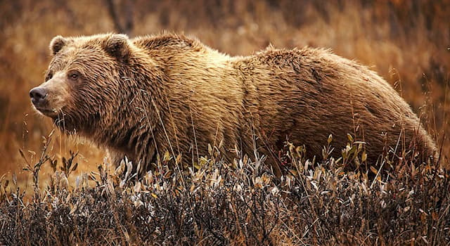 natura Pytanie-Ciekawostka: Dlaczego niedźwiedzie grizzly nazywane są grizzly?