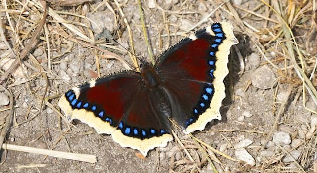 Natur Wissensfrage: Wie heißt dieser Tagfalter?