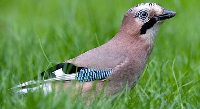 Natur Wissensfrage: Wie heißt dieser Vogel?