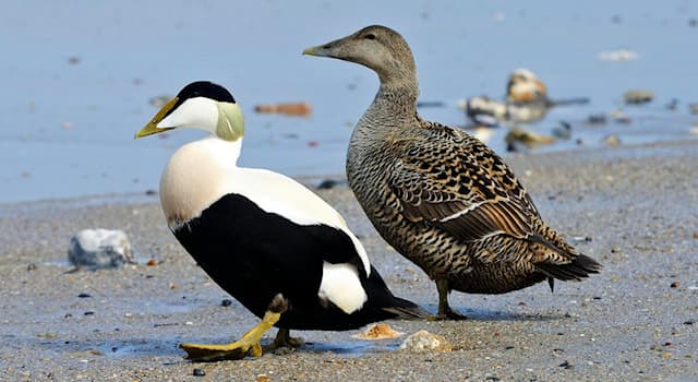 Natur Wissensfrage: Zu welcher Entenart gehört dieses Pärchen?