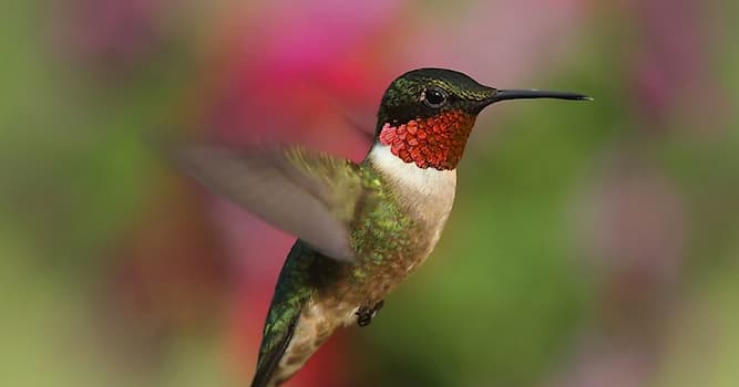 Natuur Trivia Vraag: Welk dier heeft de snelste stofwisseling?