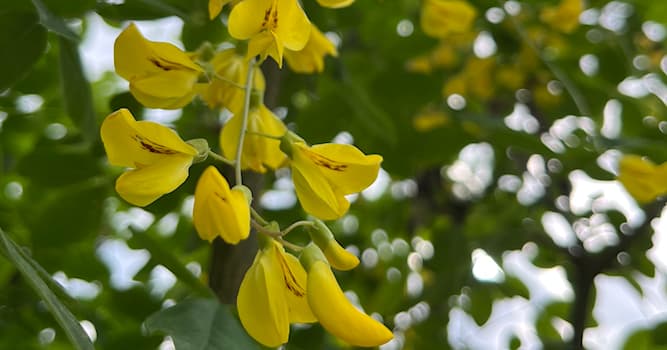 natura Pytanie-Ciekawostka: Co to za roślina?