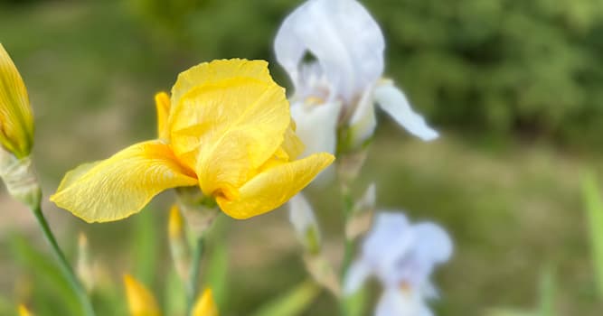 natura Pytanie-Ciekawostka: Co to za roślina?