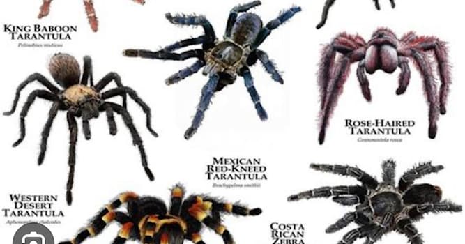 Naturaleza Pregunta Trivia: ¿Cuántas especies de arañas existen aproximadamente?