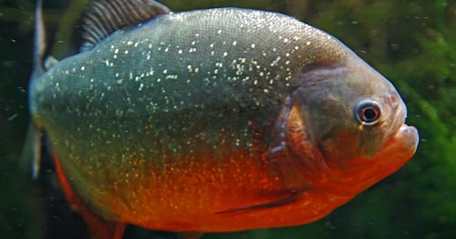 Natuur Trivia Vraag: Hoe heet deze gevaarlijke zoetwatervis?