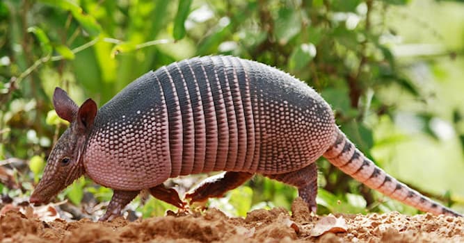 natura Pytanie-Ciekawostka: Jakie zwierzę jest na zdjęciu?