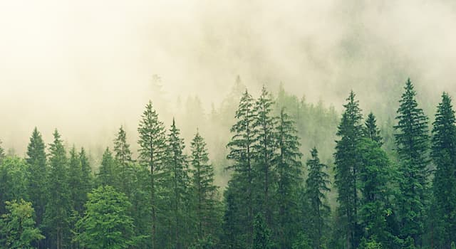 Doğa Trivia Sorusu: At Sinekleri Nedir?