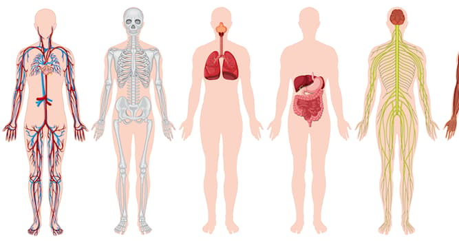 nauka Pytanie-Ciekawostka: Której części ciała dotyka osteoporoza?