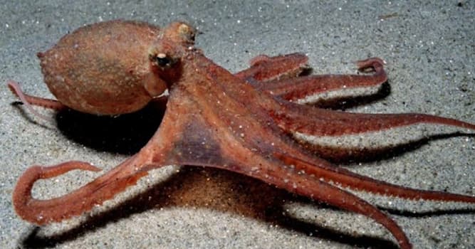 Naturaleza Pregunta Trivia: ¿Cuántos tentáculos tiene un pulpo?