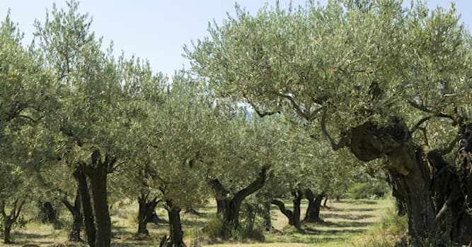 Cultuur Trivia Vraag: Welk ingrediënt is essentieel in het 'Mediterrane dieet'?