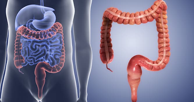 Сiencia Pregunta Trivia: ¿Qué otro nombre recibe el colon en el cuerpo humano?