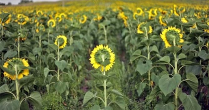 Natuur Trivia Vraag: Zonnebloem is gewoonlijk welke kleur?