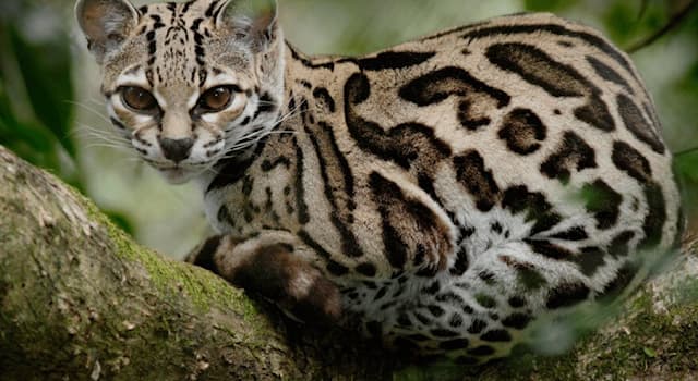 Geografia Pytanie-Ciekawostka: Ocelot nadrzewny jest endemiczny dla której części świata?