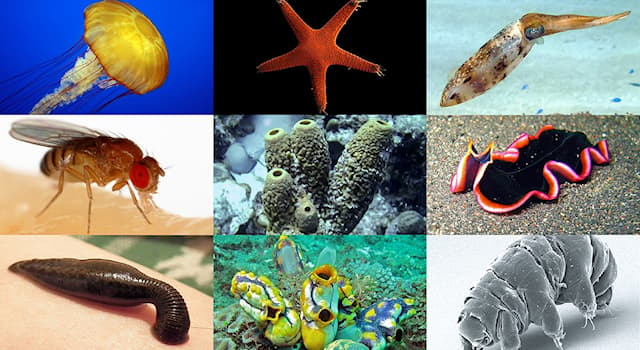 What does an invertebrate not have? | Trivia Questions | QuizzClub