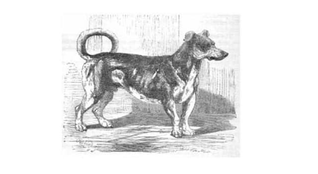 Nature Trivia Question: What was the dog "Canis vertigus" bred to do?