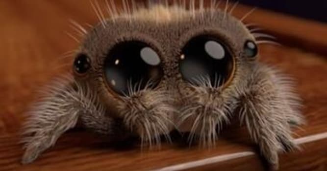 Nature Trivia Question: Which spider is the most deadliest/venomous in the world?