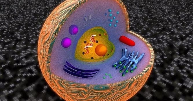 Wetenschap Trivia Vraag: Waaruit bestaat het cytoplasma?