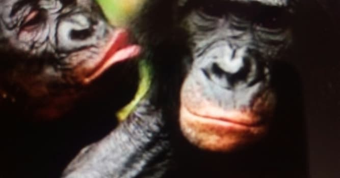 Nature Trivia Question: How can the bonobo best be described?