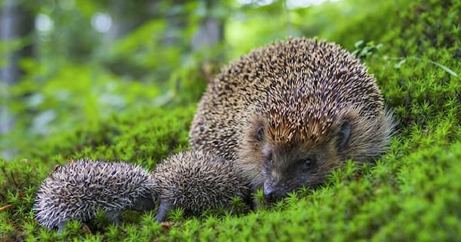 natura Pytanie-Ciekawostka: Jak prawidłowo nazywa się pokrywa grzbietu jeża?