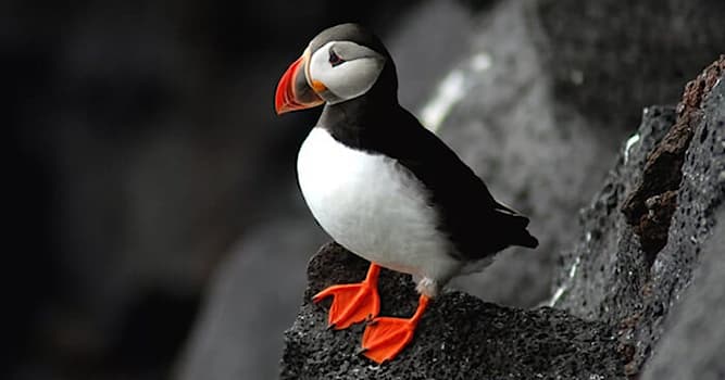 Natuur Trivia Vraag: Welke vogel staat op de foto?