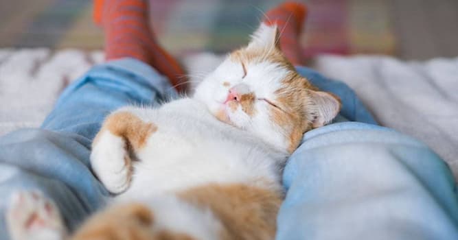 Почему кошки спят рядом с хозяевами? | Вопросы Quiz Club | QuizzClub