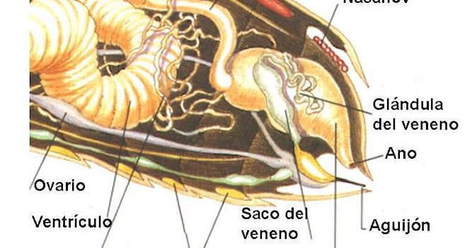 Naturaleza Pregunta Trivia: ¿Qué es una espermateca?