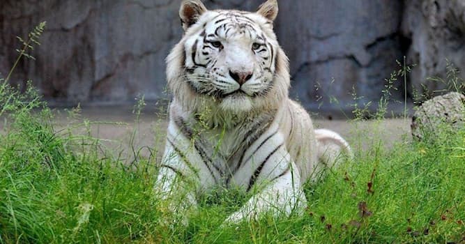 Naturaleza Pregunta Trivia: ¿Qué otro apodo se le da al tigre blanco?