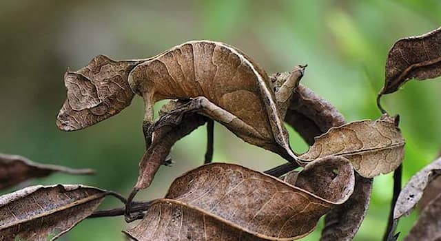 natura Pytanie-Ciekawostka: W którym kraju ten gatunek jest endemiczny?