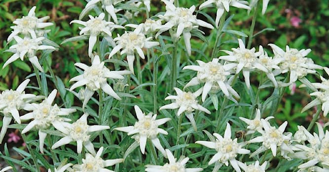 Природа Вопрос: Где растет эдельвейс?