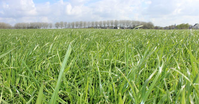 Natuur Trivia Vraag: Wat is de naam van de grassoort op de foto?