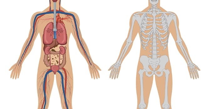 Wetenschap Trivia Vraag: Wat is een thorax?