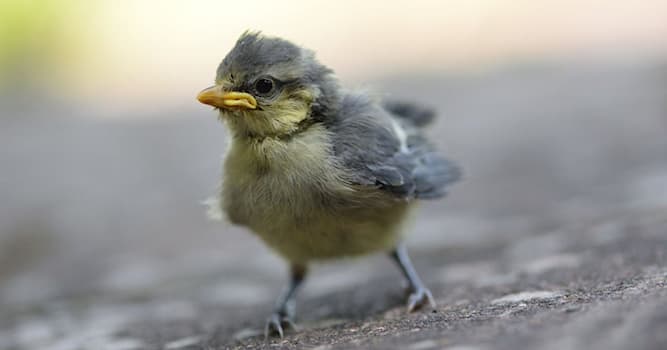 Natuur Trivia Vraag: Wat voor vogels verlaten wel het nest maar kunnen nog niet vliegen?