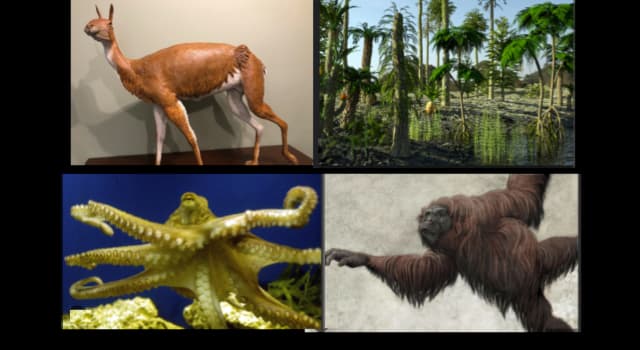 Nature Trivia Question: What is a Protylopus?