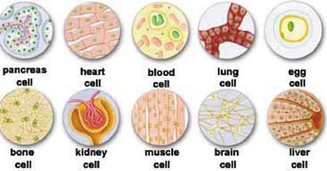 Science Trivia Question: What is the biggest cell in the human body?