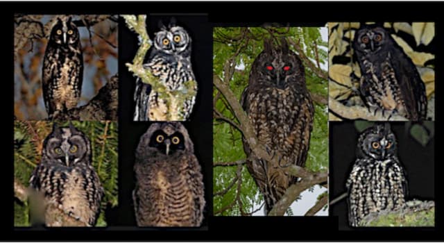 Nature Trivia Question: What kind of owl is in all seven of the pictures?