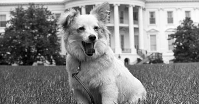 Geschichte Wissensfrage: Wie hieß der Hund, den der russische Premier Nikita Chruschtschow Caroline Kennedy schenkte?