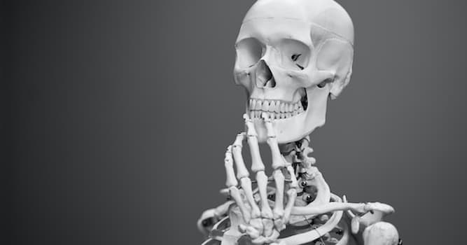 Science Question: Où se situe l'os temporal au niveau du corps humain  ?