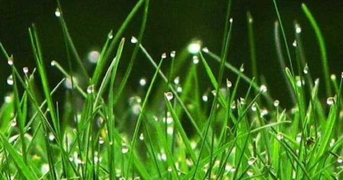 Doğa Trivia Sorusu: Sabahları çimenlerde ne bulunur?