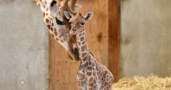 Природа Вопрос: Как называется детеныш жирафа?