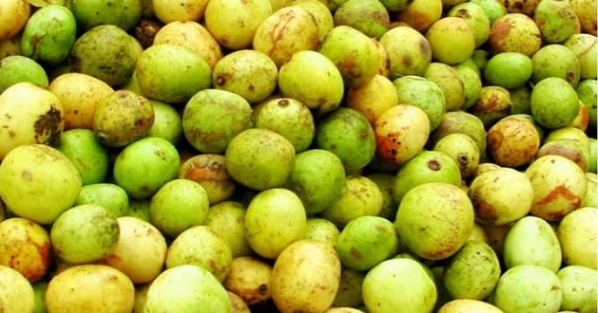 Nature Question: Comment s'appelle le fruit sur l'image ?
