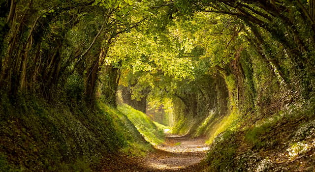 Cultura Pregunta Trivia: ¿Cuál es la capital del condado de Sussex Occidental, Inglaterra?
