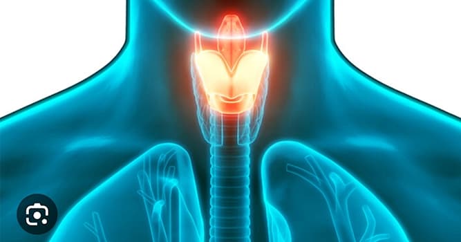 Wetenschap Trivia Vraag: In welk orgaan bevinden zich de stembanden?