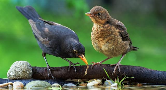 natura Pytanie-Ciekawostka: Jaki rodzaj ptaków cechuje się największą rozpiętością skrzydeł?