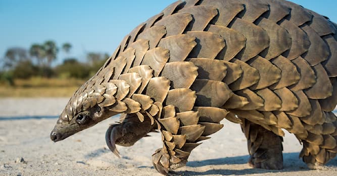 natura Pytanie-Ciekawostka: Co to są łuskowce?