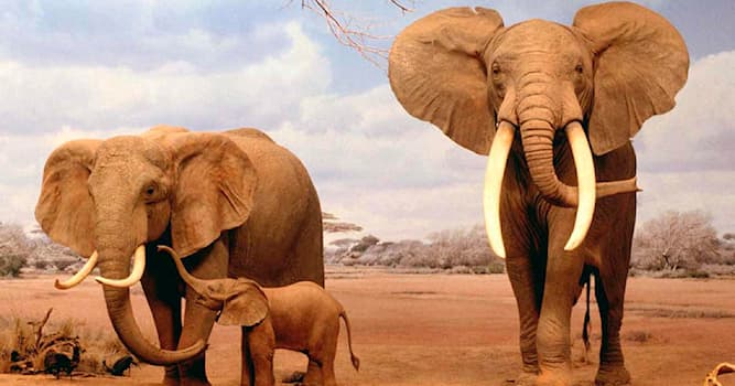 Природа Вопрос: Сколько лет в среднем живут слоны?