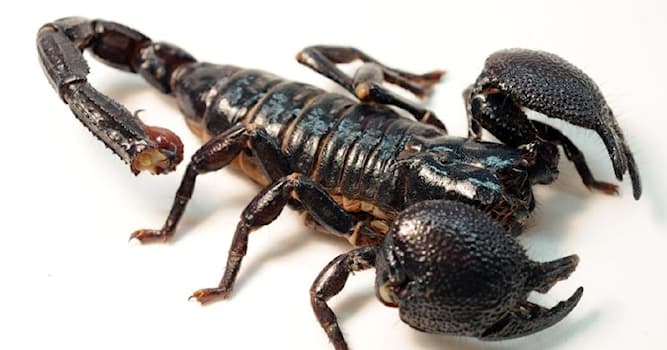 природа Запитання-цікавинка: В якій частині свого тіла скорпіон зберігає отруту?